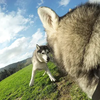 Fotoaparato Priedai Šuns Pakinktai Mount Krūtinės Dirželį Pritvirtinkite Fotoaparatą Herojus Šuo Krūtinės Juosta Tinka Naudoti Medžioklės