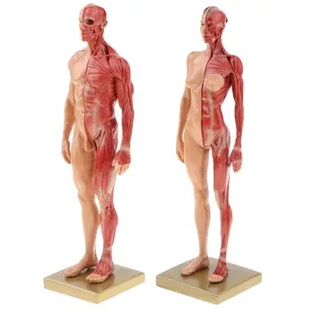 2vnt 30cm Vyras Moteris Raumenų Struktūros Modelis Žmogaus Organų Anatomijos Modelis Mokyklų Mokymo Priemonė Mokymosi Ekranas Lab Prekes