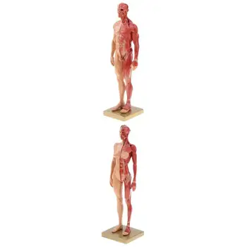 2vnt 30cm Vyras Moteris Raumenų Struktūros Modelis Žmogaus Organų Anatomijos Modelis Mokyklų Mokymo Priemonė Mokymosi Ekranas Lab Prekes