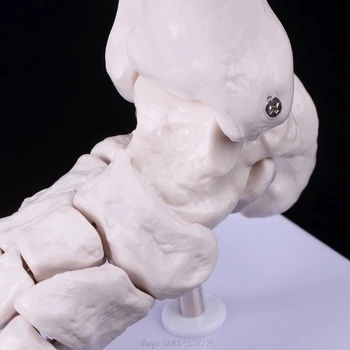 Gyvenimo dydžio Pėdos, Čiurnos Sąnario Anatomijos Skeleto Modelio Ekranas Studijų Įrankis, S28 20 Dropship
